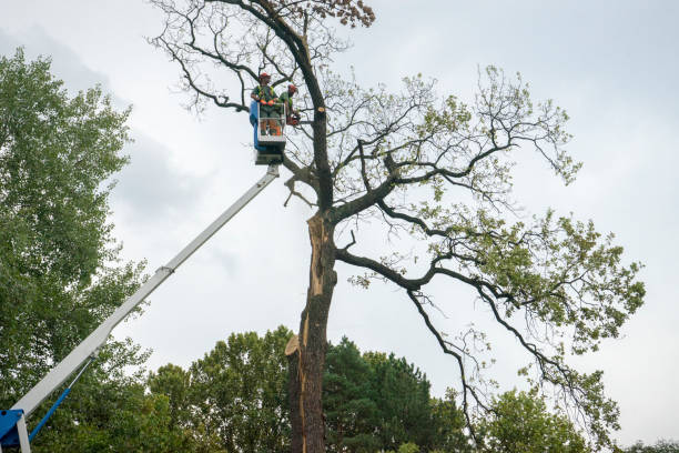 Best Emergency Tree Removal  in Elbow Lake, MN